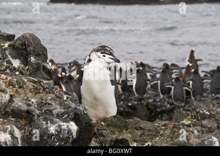 Moulting di pinguini dal sottogola in primo piano e gentoos dietro, Hannah Point, Livingstone isola, a sud le isole Shetland Antartide Foto Stock