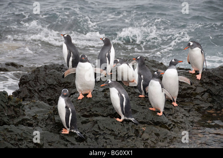 I pinguini di Gentoo, Hannah Point, Livingstone isola, a sud le isole Shetland, regioni polari Foto Stock