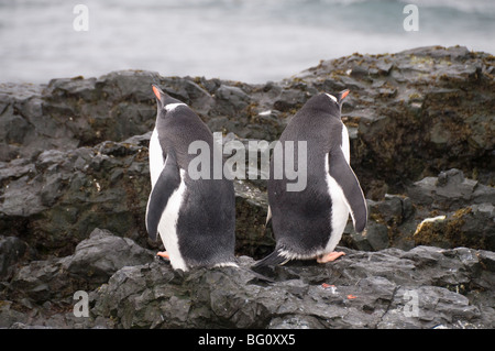 I pinguini di Gentoo, Hannah Point, Livingstone isola, a sud le isole Shetland, regioni polari Foto Stock