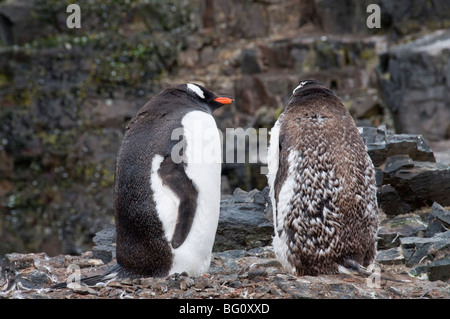 Moulting pinguini di Gentoo, Hannah Point, Livingstone isola, a sud le isole Shetland, regioni polari Foto Stock