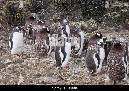 Moulting pinguini di Gentoo, Hannah Point, Livingstone isola, a sud le isole Shetland, regioni polari Foto Stock