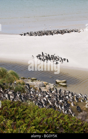 I pinguini di Magellano, Yorke Bay, Port Stanley nelle isole Falkland, Sud America Foto Stock