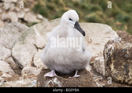 Nero browed albatross pulcino, West Point Island, Isole Falkland, Sud America Foto Stock