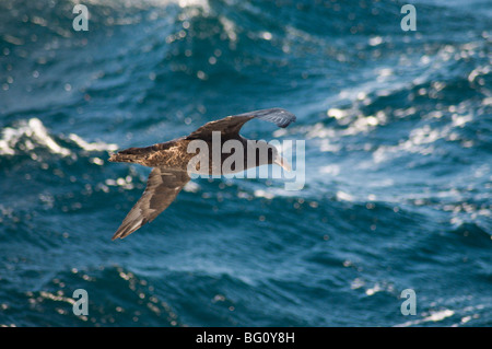 Petrel gigante vicino a Isole Falkland, Sud America Foto Stock