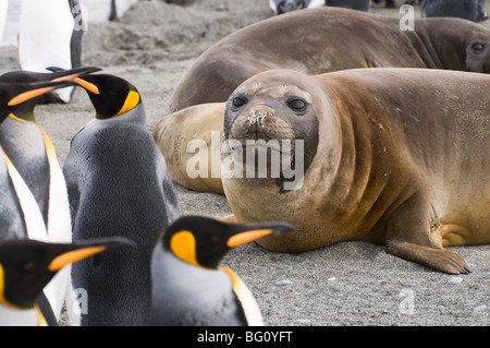 Giovani elefanti marini e il re dei pinguini, St Andrews Bay, Georgia del Sud Atlantico Foto Stock