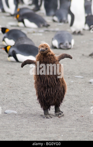 Brown feathered re pinguino pulcino, St Andrews Bay, Georgia del Sud Atlantico Foto Stock