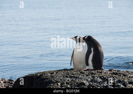 I pinguini di Gentoo a Brown Bluff, Penisola Antartica, Antartide, regioni polari Foto Stock