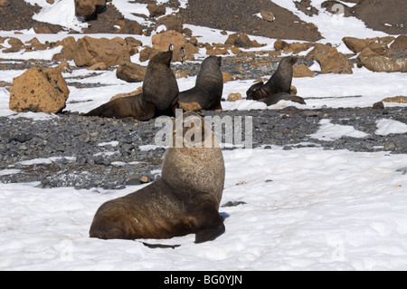 Le foche a Brown Bluff, Penisola Antartica, Antartide, regioni polari Foto Stock