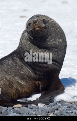 Pelliccia sigillo a Brown Bluff, Penisola Antartica, Antartide, regioni polari Foto Stock