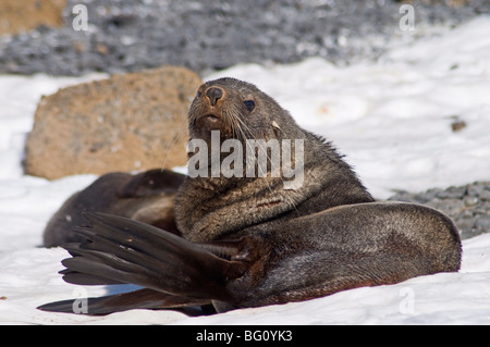 Pelliccia sigillo a Brown Bluff, Penisola Antartica, Antartide, regioni polari Foto Stock