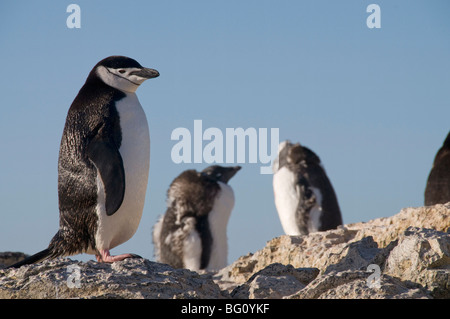 Pinguini Chinstrap, Gourdin Isola, Penisola Antartica, Antartide, regioni polari Foto Stock