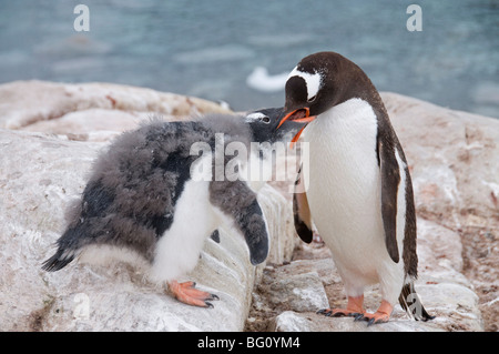 Pinguino Gentoo pulcino di alimentazione, Neko Harbour, Penisola Antartica, Antartide, regioni polari Foto Stock