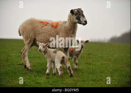 Scottish pecore e agnelli twin Foto Stock