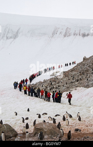 Neko Harbour, Penisola Antartica, Antartide, regioni polari Foto Stock