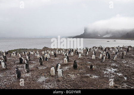 Pinguini Chinstrap, Hannah Point, Livingstone isola, a sud le isole Shetland, Antartide, regioni polari Foto Stock