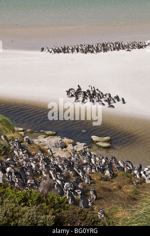 I pinguini di Magellano, Yorke Bay, Port Stanley nelle isole Falkland, Sud America Foto Stock