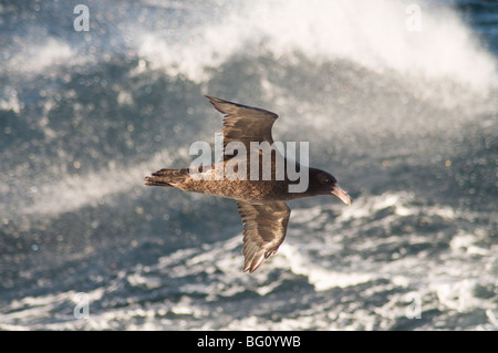 Petrel gigante, vicino a Isole Falkland, Atlantico del Sud, Sud America Foto Stock