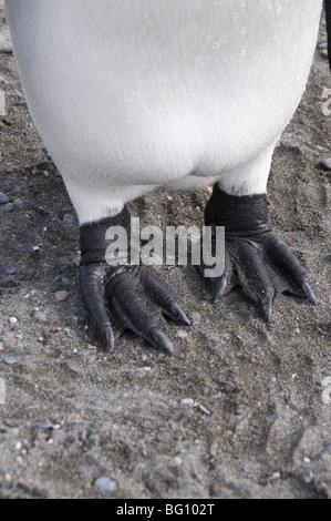 Pinguino reale piedi, St Andrews Bay, Georgia del Sud Atlantico Foto Stock