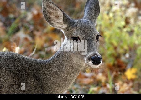Coues bianco-tailed doe (Odocoileus virginianus couesi), Arizona meridionale Foto Stock
