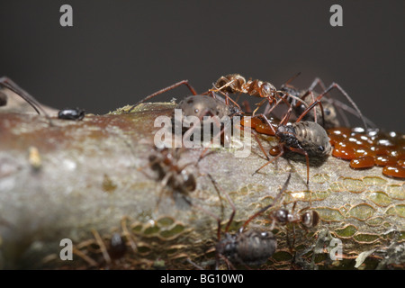 Afidi (Lachnus roboris) su una quercia. Essi hanno deposto le uova e vengono sorvegliati e munte da formiche (Lasius niger) Foto Stock