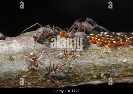 Afidi (Lachnus roboris) su una quercia. Essi hanno deposto le uova e vengono sorvegliati e munte da formiche (Lasius niger) Foto Stock