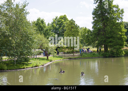 Cigni neri in uno stagno in Queen Marys giardini, Regents Park, London, England, Regno Unito, Europa Foto Stock