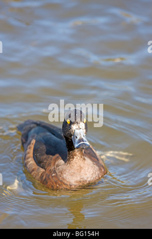 Moretta su un laghetto, Hampstead Heath, London, England, Regno Unito, Europa Foto Stock