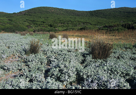 Eringio (Eryngium maritimum) & Ance, Capandula Riserva Naturale, Cap Corse, Corsica Foto Stock