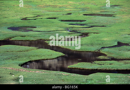 Pozzines o pozzi (declivities del Turf marshy) Wetlands o paludi, Lago Nino, Parc Naturel (Riserva Naturale) Corsica Foto Stock