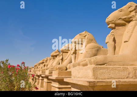 Fila di Sphinx con teste di ram presso il grande tempio di Karnak nei pressi di Luxor, Tebe, Sito Patrimonio Mondiale dell'UNESCO, Egitto, Nord Africa Foto Stock