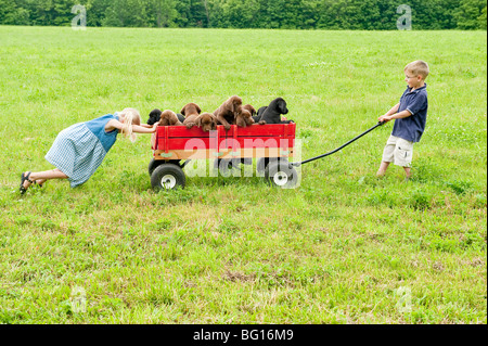 Kids tirando i cuccioli in un carro Foto Stock