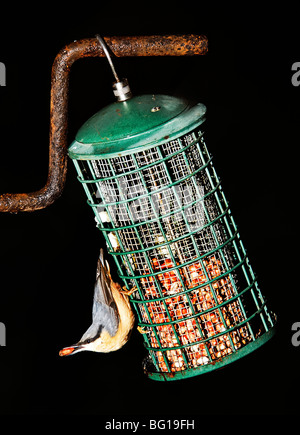 Picchio muratore. Sitta europaea. alimentare sui dadi di mattina presto. Foto Stock