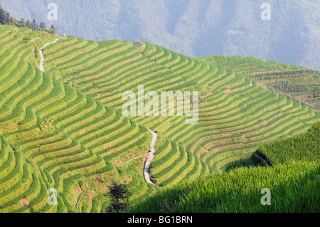 Draghi Backbone terrazze di riso, Longsheng, provincia di Guangxi, Cina e Asia Foto Stock