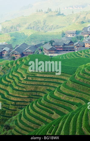 Draghi Backbone terrazze di riso, Longsheng, provincia di Guangxi, Cina e Asia Foto Stock