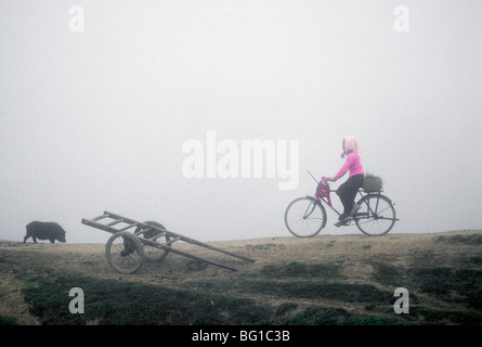 Una donna che cavalca la sua bicicletta dal mercato in Menghai, nella provincia dello Yunnan in Cina come un maiale passeggiate sulla stessa strada sterrata verso di lei Foto Stock