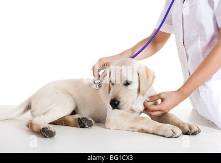 Giovane veterinario femmina avendo cura di un bellissimo labrador cane Foto Stock