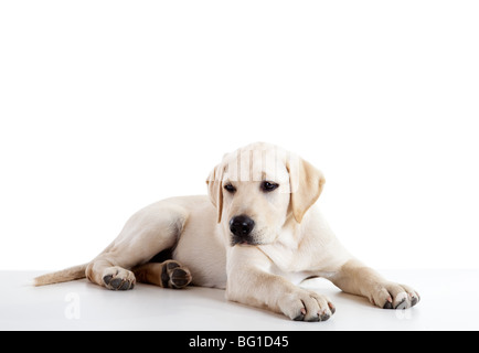 Ritratto in studio di un bello e simpatico Labrador cane di razza Foto Stock