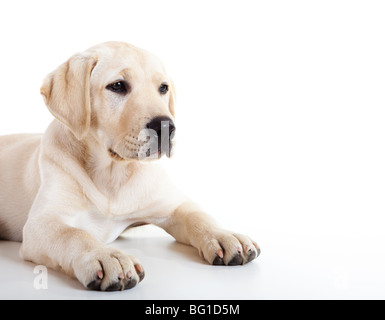 Ritratto in studio di un bello e simpatico Labrador cane di razza Foto Stock