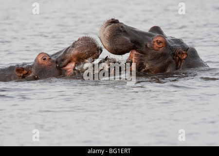 Gruppo di wild ippopotami in un fiume. La foto è stata scattata in del Botswana Chobe National Park. Foto Stock