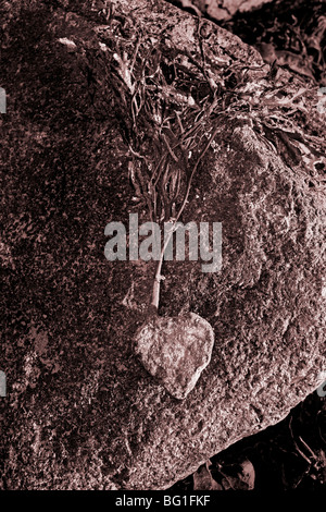 A forma di cuore ad rock attaccato ad alghe su ciottoli di granito Foto Stock