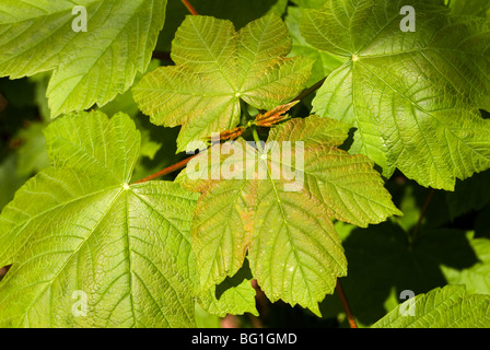Sycamore leaves, Acer pseudoplatanus Foto Stock