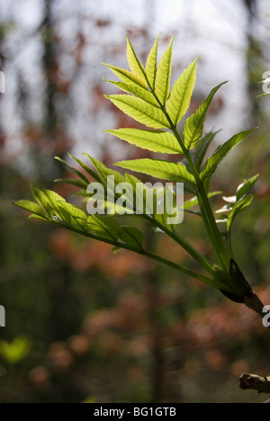 Fraxinus excelsior, ceneri giovani foglie di albero Foto Stock