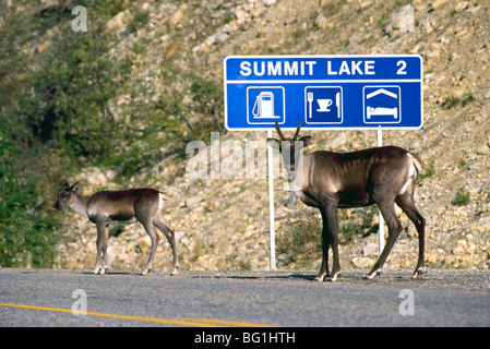 Terreno boscoso dei caribù mucca, polpaccio (Rangifer tarandus) su Alaska Highway, Hwy 97 vicino al Vertice Lago, British Columbia settentrionale, BC, Canada Foto Stock