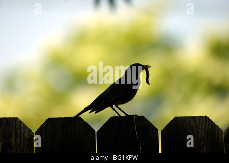 Early Bird ottiene il worm Foto Stock