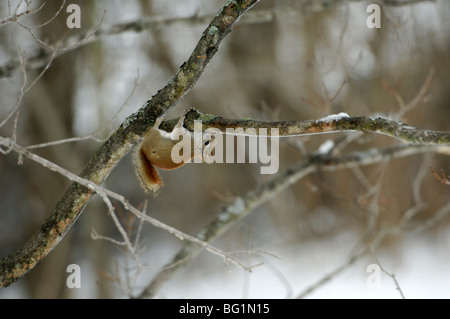 Uno scoiattolo rosso leccare sap off di un ramo di albero Foto Stock