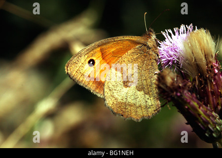 Prato farfalla marrone Maniola jurtina famiglia Nymphalidae una farfalla di prati e pascoli Foto Stock