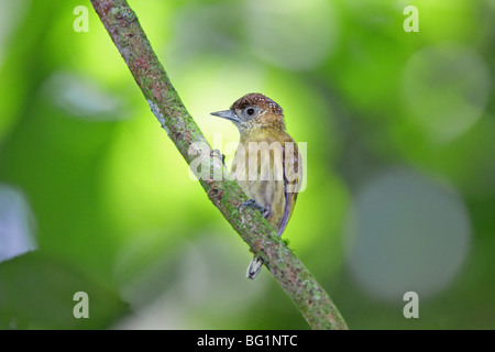 Olivaceous Piculet Foto Stock