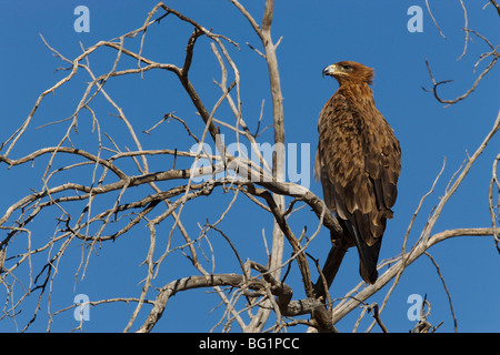 Bruno eagle (Aquila rapax), Kgalagadi Parco transfrontaliero, Northern Cape, Sud Africa e Africa Foto Stock