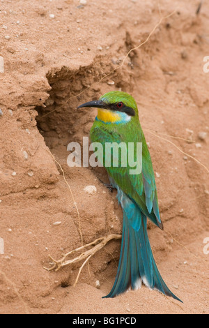 Swallow-tailed Gruccione (Merops hirundineus), a foro di nido, Kgalagadi Parco transfrontaliero, Sud Africa e Africa Foto Stock