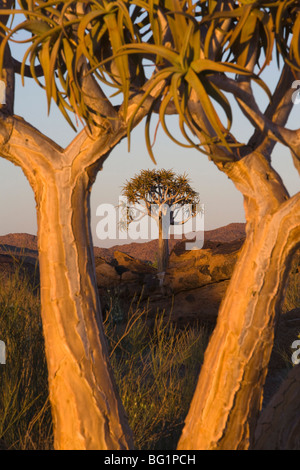 Faretra alberi (kocurboom) (Aloe dichotoma), Augrabies Falls National Park, Northern Cape, Sud Africa e Africa Foto Stock